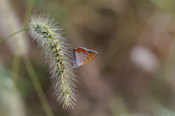 ベニシジミとエノコログサ02