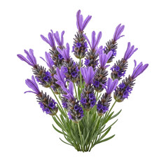 Lavender flowers with green leaves isolated on a transparent background