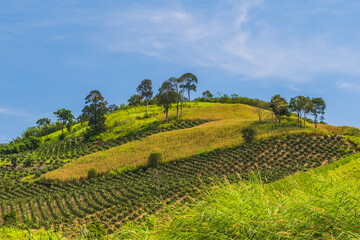 Landscape in highland in the rural of Thailand.