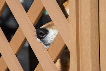 木製のラティスフェンスから鼻を出している柴犬のクローズアップ