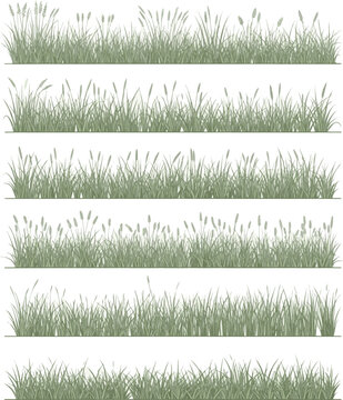 Isolated a kinds of deferent grass line bander, vector in side view painting botanical for section and elevation art vector art with white background..