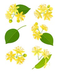 Detailed illustration of linden flowers and leaves
