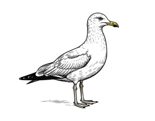 Detailed line drawing of a seagull