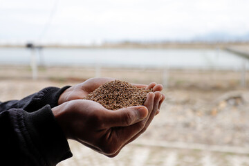 Premium Shrimp Feed Pellets in Hand – Aquaculture Nutrition © Bastera rusdi