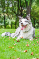 Smiling Border Collie Relaxing on Green Lawn in Nature