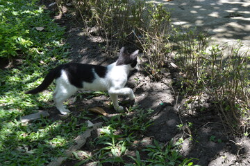 A striking black and white (tuxedo) cat with yellow eyes sits alertly on a vibrant green grass lawn in bright sunlight. A charming, domestic pet image perfect for animal concepts