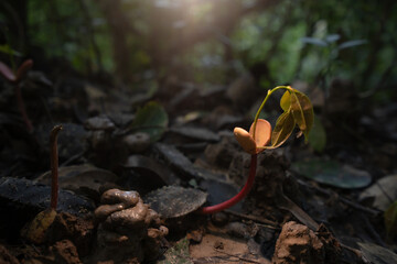 Close-up of a vibrant green new sprout growing on the rainforest floor. A macro or close-up photograph showcasing a delicate, vibrant green sprout or seedling emerging from the dark.