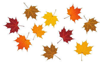 Fototapeta premium Autumn Leaf Fall on Transparent Background. Maple Vibrant leaves cut outs, isolated on white or transparent background. PNG