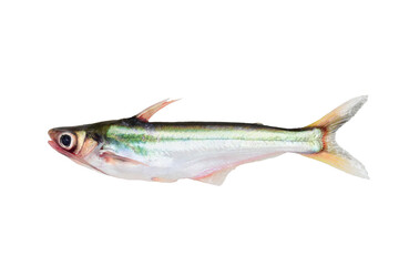 Siamensis Pangasius(Pangasius macronema) on white background closeup , isolated