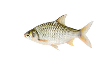 Naklejka premium Java barb(Barbonymus gonionotus) on white background closeup , isolated