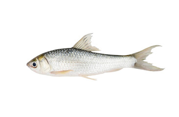 Fototapeta premium Siamese mud carp(Henicorhynchus siamensis) on white background closeup , isolated