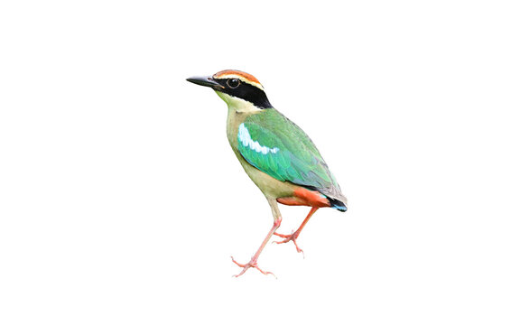 Fairy Pitta  perched on white background,isolated