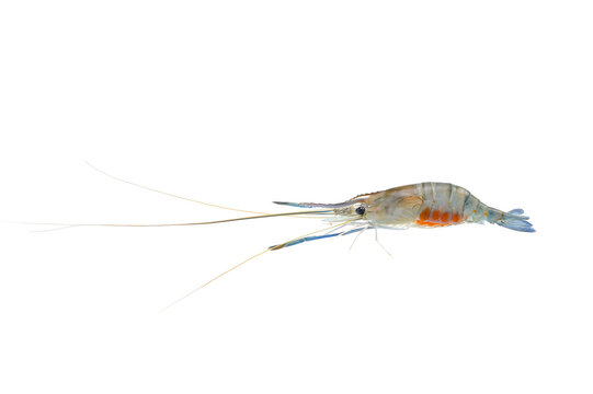 female Giant freshwater prawn (Macrobrachium rosenbergii) with eggs on white background,isolated