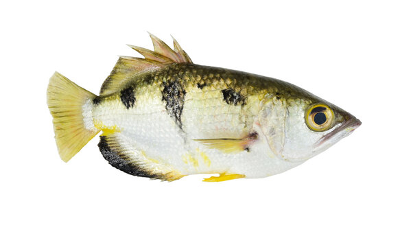 Archer fish(Toxotes chatareus) on white background closeup , isolated