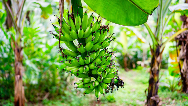 Large Cluster of unripe green bananas hanging on a tree - Powered by Adobe