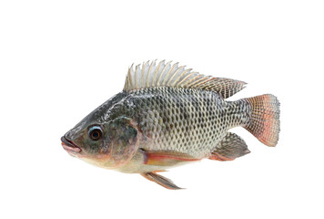 Nile tilapia(Oreochromis niloticus) on white background closeup , isolated