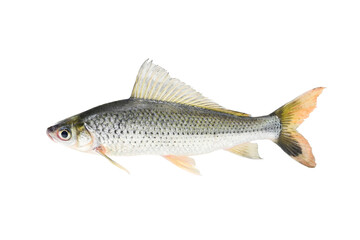 Siamese longfin carp(Labiobarbus siamensis) on white background closeup , isolated