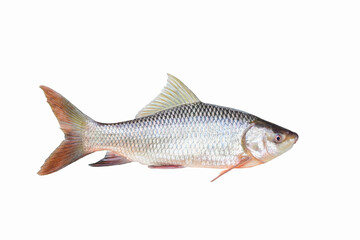 Rohu(Labeo rohita) on white background closeup , isolated