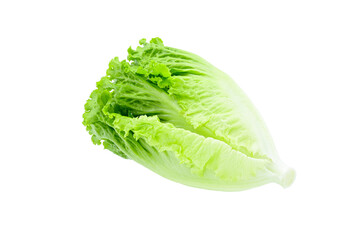 fresh Lettuce on white background closeup,isolated