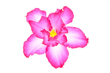 pink blooming Desert Rose ( Adenium obesum ) on white background close up