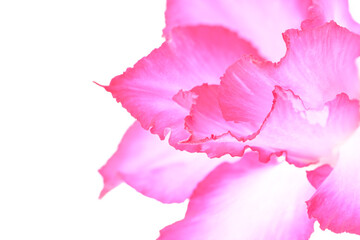 pink blooming Desert Rose ( Adenium obesum ) on white background close up