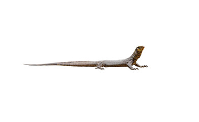 Bangal Monitor(varanus bengalensis) on white background , isolated