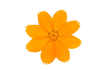 colorful yellow Cosmos isolated on white background closeup