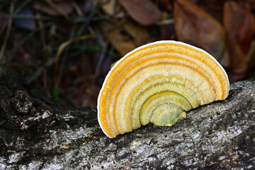 Turkey Tail Mushroom( Trametes versicolor) on a dry log
