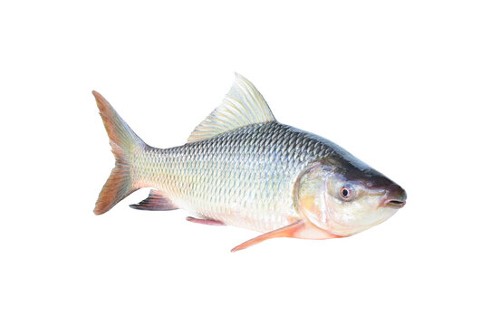 Rohu(Labeo rohita) on white background closeup , isolated
