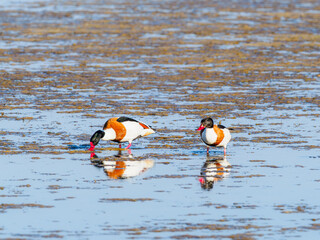 Common Shelducks foraging in shallow water, Öland, Sweden