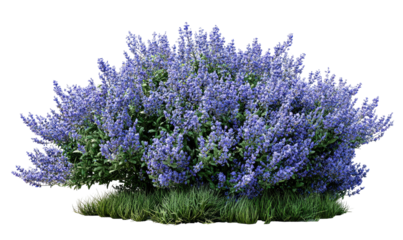 A lush, full bush with light purple flowers sits atop a bed of green grass, isolated