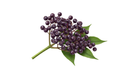 Bunch of Dark Purple Elderberries on a Stem