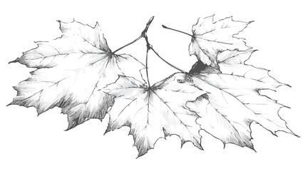 Hand-drawn pencil sketch of autumnal maple leaves on a branch. Detailed botanical illustration, black and white nature art.