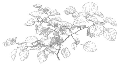 Elegant hand-drawn botanical sketch of a natural branch with delicate leaves, vintage monochrome line art illustration, organic plant drawing
