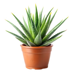 Fototapeta premium Aloe vera plant in pot isolated on transparent background, a succulent species with medicinal properties