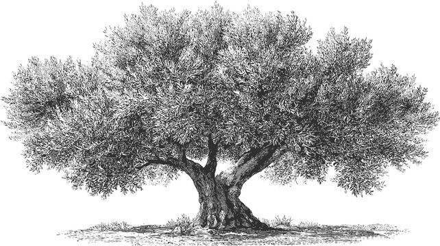 Vintage Pen and Ink Drawing of an Old Olive Tree, Hand-Drawn Botanical Illustration on White Background, Mediterranean Nature