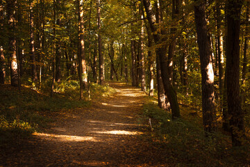 Forest path covered with autumn leaves.A scenic path through an autumn forest blanketed with fallen golden leaves. Gentle sunlight casts soft shadows across the trail, creating a peaceful and inviting