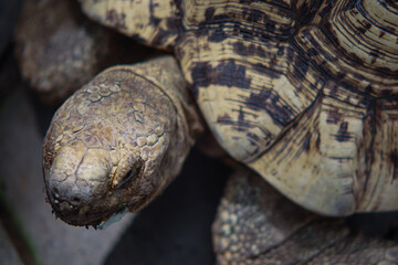 Close-up of African spurred tortoise head and shell texture