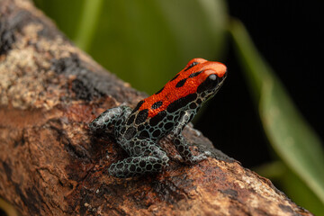 Macro photograph of the poisonous frog Ranitomeya reticulata, an endemic species from Loreto in the Amazon rainforest of Peru, a colorful venomous frog from the rainy Amazon jungle in Iquitos