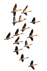 Flock of birds flying in formation wildlife photography natural environment aerial view avian behavior