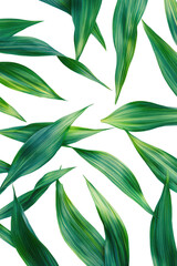 Fresh green grass blades nature photography indoor studio minimalist aesthetic