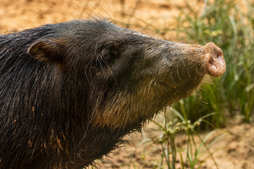 photograph of a white-lipped peccary (Tayassu pecari), a wild mammal that inhabits the tropical rainforests of the Peruvian Amazon