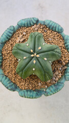 Top view of Astrophytum cactus plant growing in decorative pot with gravel soil