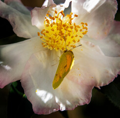 Butterfly Feeding on a Camelia Blossom