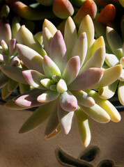 Aloe Vera Plant in the Sunshine