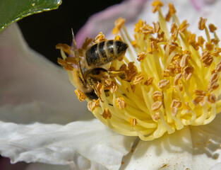 Getting a Afternoon Meal