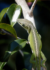 Gecko on a Early Autum Afternoon