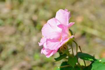 Changeable Rose, Changeable rose mallow or Cotton rose or Cotton rose hibiscus or Dixie rosemallow or Hibiscus mutabilis L or Rose of Sharon or pink flower