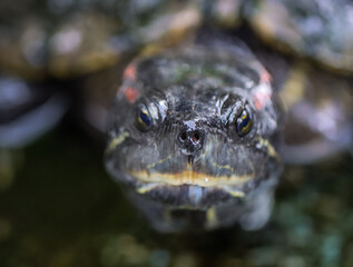Close-up of red-eared slider turtle face with wet shell and detailed eyes