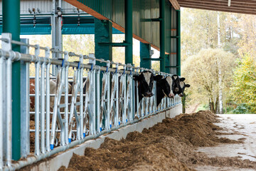 Holstein cows eat from a long silage ridge in a covered open barn, green steel posts and corrugated panels show modern design, parallel view emphasizes order